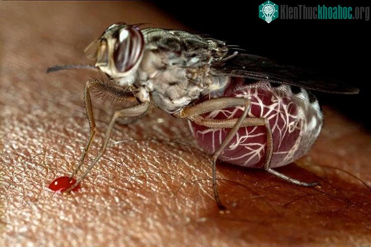 Ruồi tsetse "tiêm" nước bọt có chứa chất chống đông máu của mình qua ống tiết nước bọt hẹp nằm phía trong vòi.