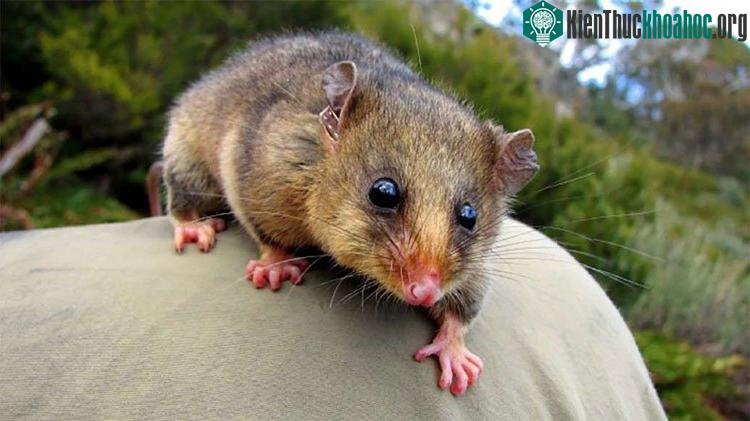 Chuột núi Possum