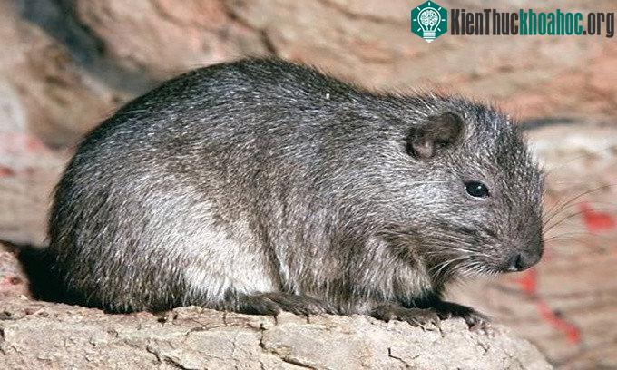 Cabrera's hutia