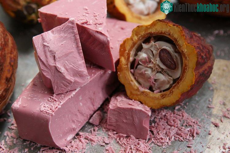 Ca-cao ruby (trái) đặc biệt của công ty.