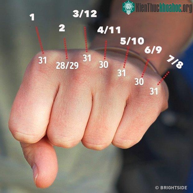 Tháng nằm trên khớp lồi, tháng đó có 31 ngày. Nếu nằm ở vết lõm là 30.