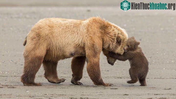 Bức ảnh có khả năng nhận giải cao nhất tại Wildlife Photographer of the Year 2017 ảnh 2