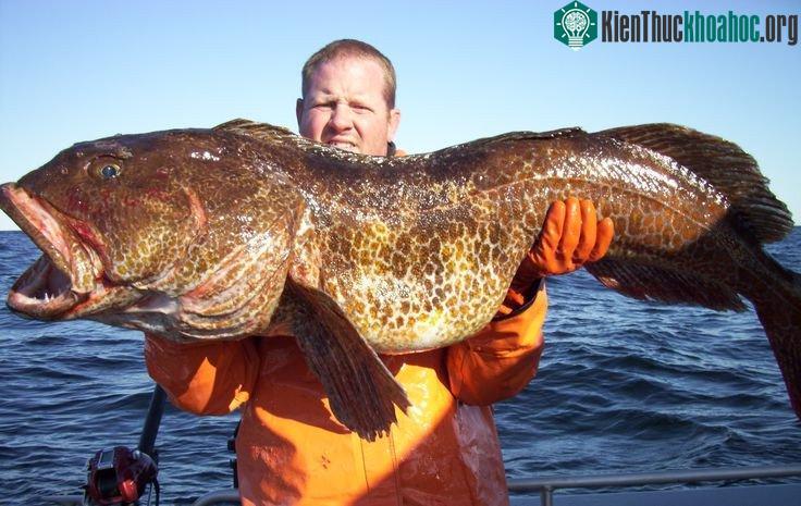 Kẻ thù duy nhất của cá Lingcod là sư tử biển, hải cẩu...