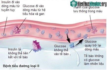 Ảnh minh họa cơ chế bệnh tiểu đường loại 2. (Ảnh: DKNatura).
