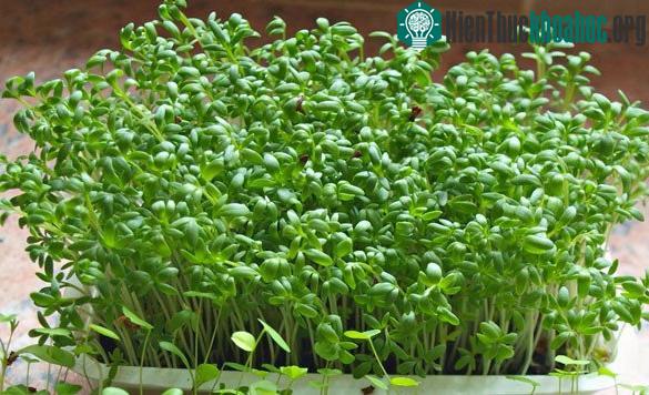 Để cây lên mầm tốt, mập cần chú ý tới khâu tưới nước.