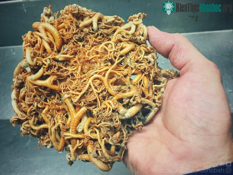 Một đám giun biển, nhưng có lẽ chẳng ai dám ăn mỳ ăn liền nữa nhỉ...