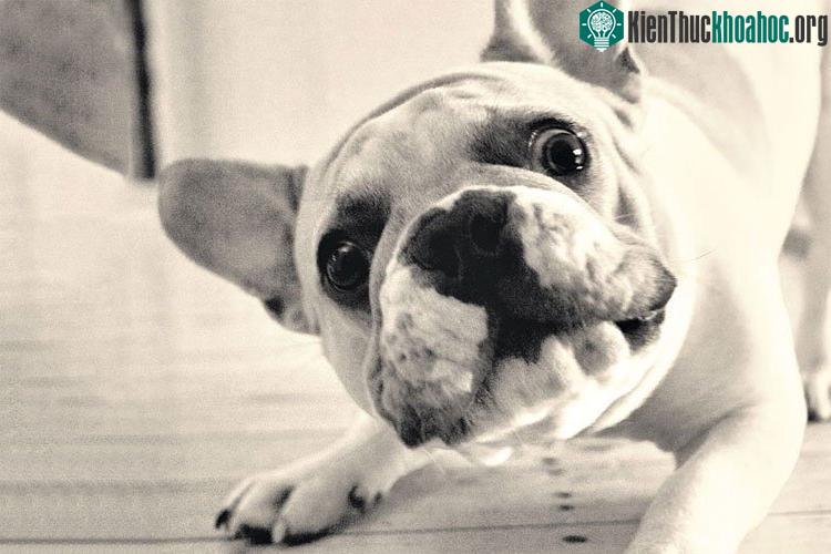 Bull Pháp rất hiền lành và gần như không bao giờ cắn người nếu không bị trêu chọc quá đà.