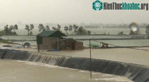 Đầm nuôi tôm bị tràn nước.