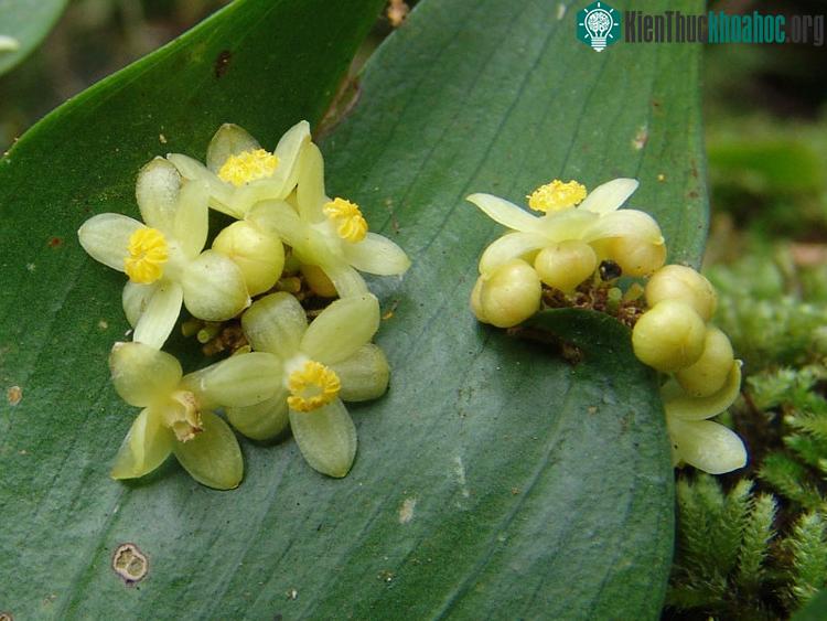 Semele androgyna là một loại cây bụi thường xanh.