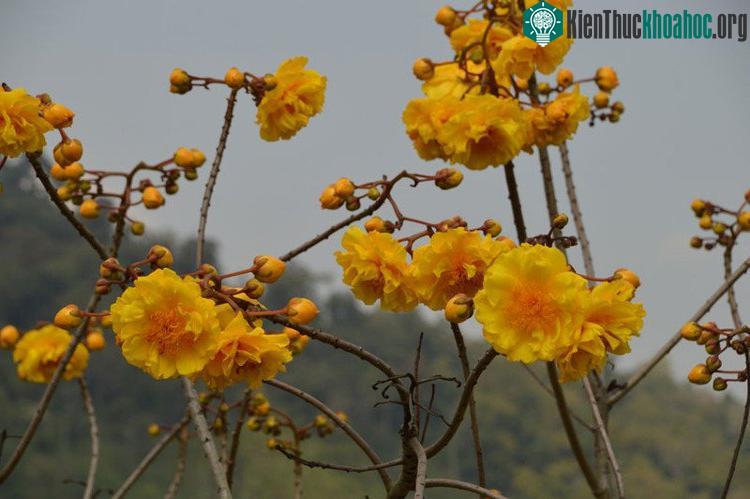 Ở môi trường tự nhiên, cây mai hoa đăng thường cao khoảng 7,5m