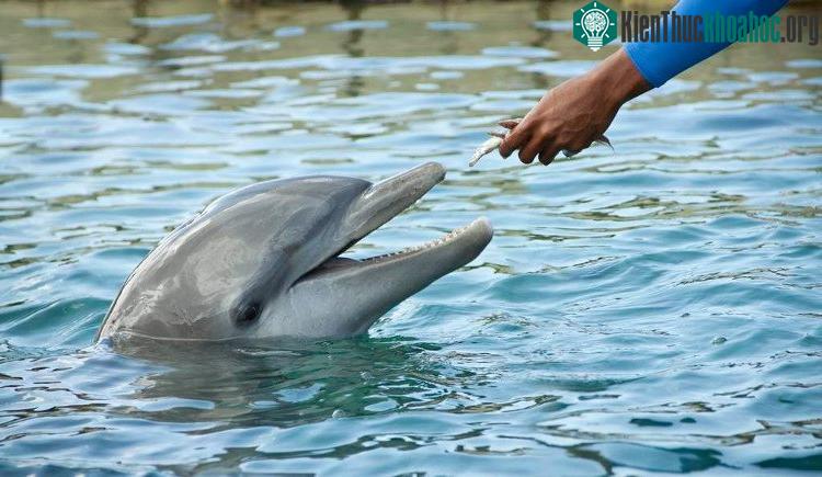 Một thứ không thể thiếu ở phương pháp này là phần thưởng.