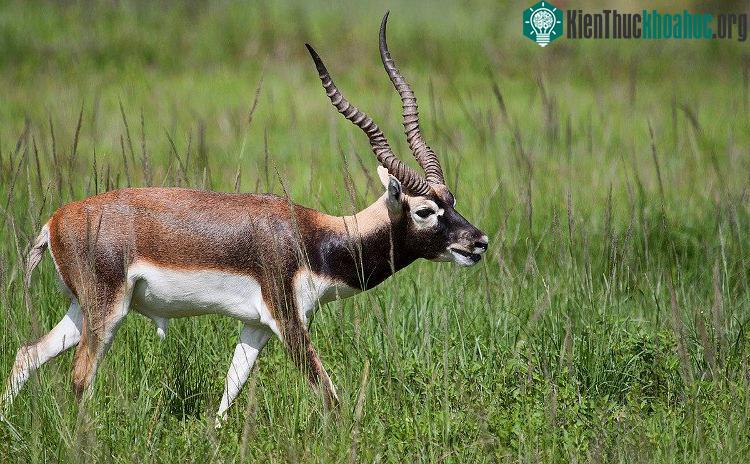 Hiện tượng chuyển màu giúp linh dương có thể dấu mình trong tự nhiên.