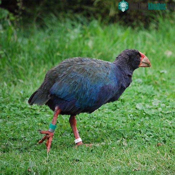 him Takahē Đảo Nam