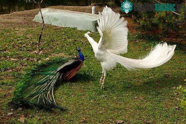 Công bảo vệ trứng rất kĩ lưỡng. (Ảnh: Internet).