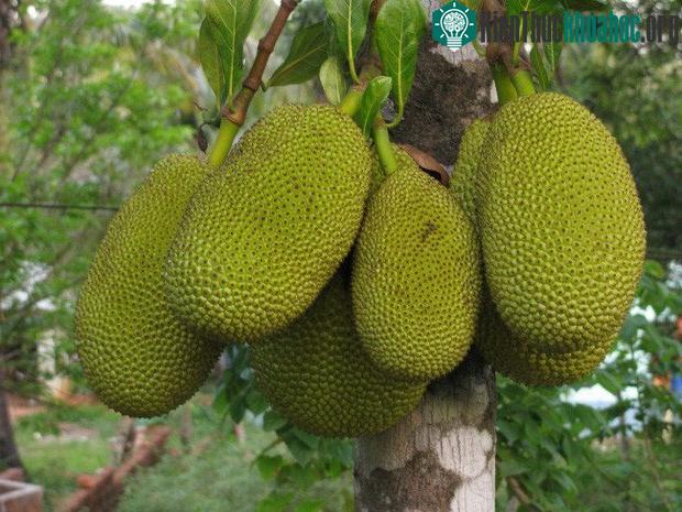 Qủa mít