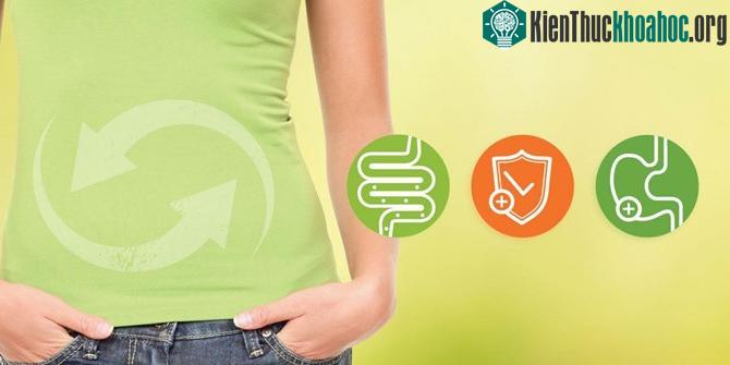 Khả năng nhận thức, căng thẳng, lo lắng và biến đổi hormone đều liên quan đến việc sử dụng hợp lý prebiotic.