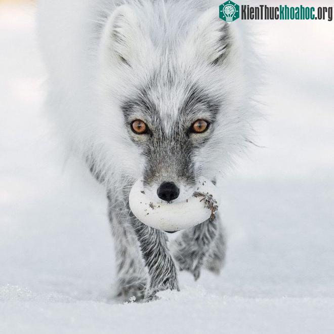 Bức ảnh có khả năng nhận giải cao nhất tại Wildlife Photographer of the Year 2017 ảnh 3
