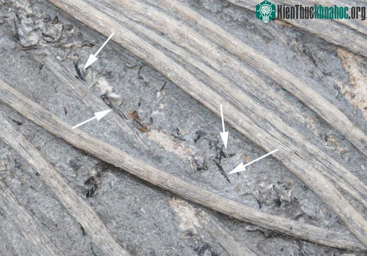 Cận cảnh các móc, xúc tu của mực giữa xương sườn của ichthyosaur.