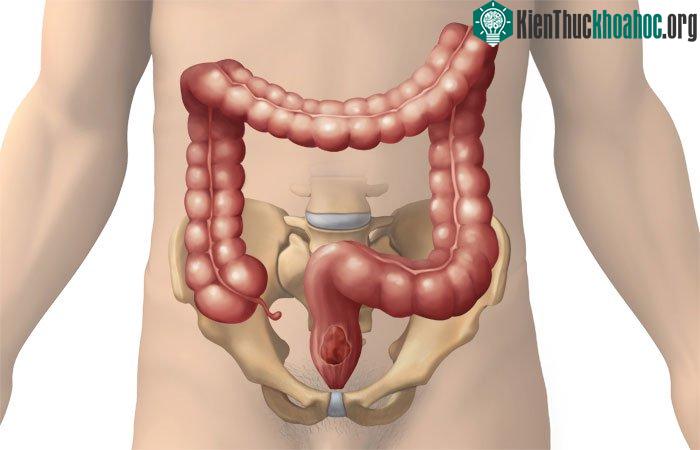 Đại tràng là phần cuối của đường ống tiêu hóa trong cơ thể. (Ảnh: CNN).
