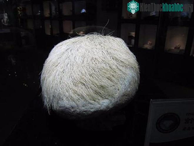 Hòn đá nhẵn thín mọc tóc trắng kỳ lạ.