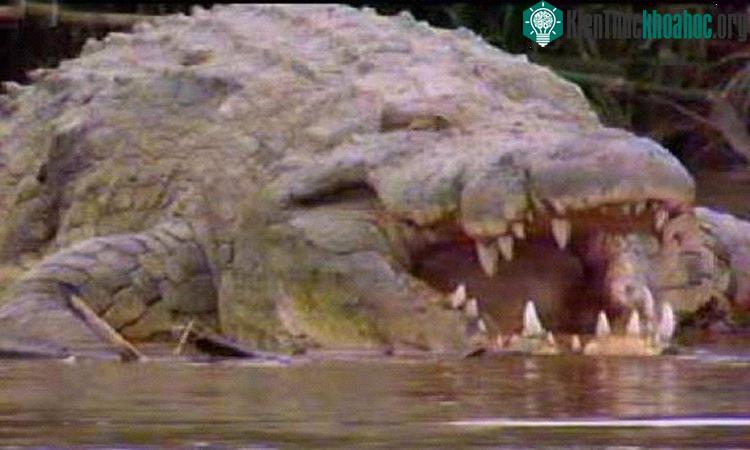 Cận cảnh quái thú Gustave tàn sát 300 người vùng sông Nile ảnh 4