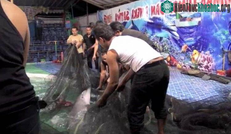 Cá heo bị bắt và nhồi nhét lên những chiếc xe tải chật chội khi di chuyển.