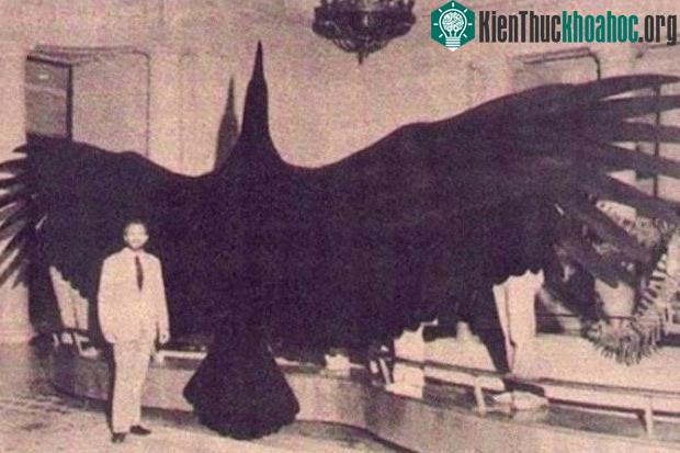 Loài chim khổng lồ Argentavis magnificens