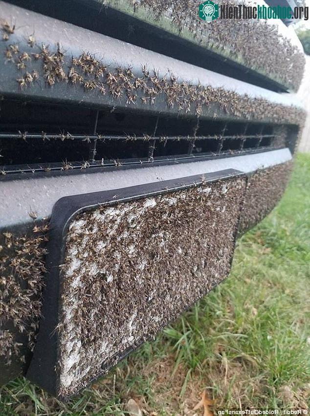 Việc phun thuốc diệt muỗi là điều cần phải thực hiện ở Texas để hạn chế dịch bệnh bùng phát. (Ảnh: Reddit).