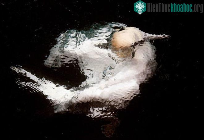 Những tác phẩm thắng giải Ảnh loài chim đẹp nhất 2017 ảnh 4