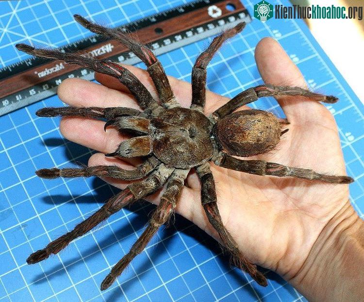 Nhện săn chim Goliath birdeater - loài nhện lớn nhất thế giới hiện nay.