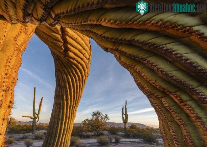 Bức ảnh có khả năng nhận giải cao nhất tại Wildlife Photographer of the Year 2017 ảnh 4