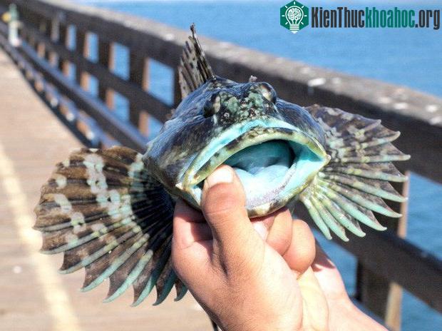 Cá bống cabezon cũng có thịt màu xanh.