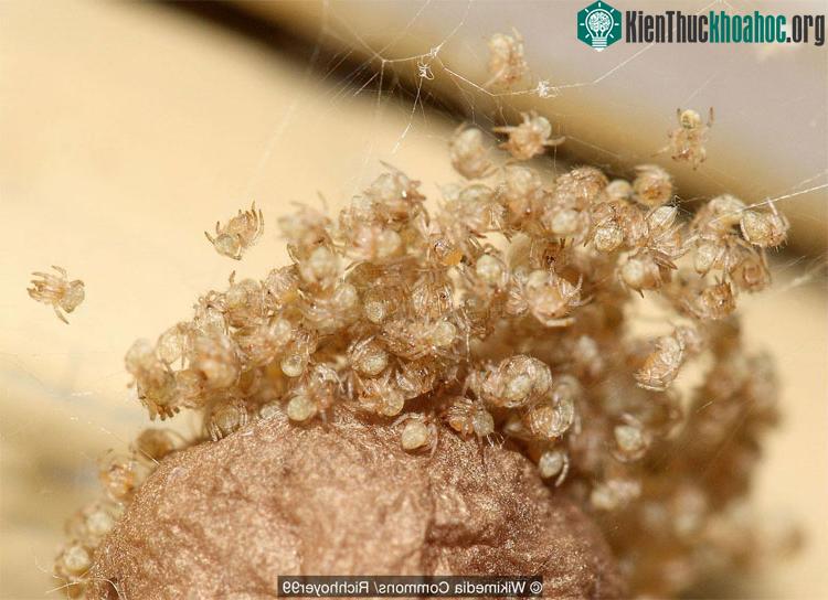 Nhện và người mang bộ gene khá giống nhau.