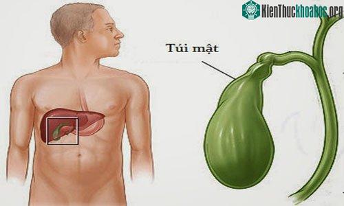 Túi mật tiết ra mật để phân hủy chất béo trong thức ăn. (Ảnh: Wikimedia).