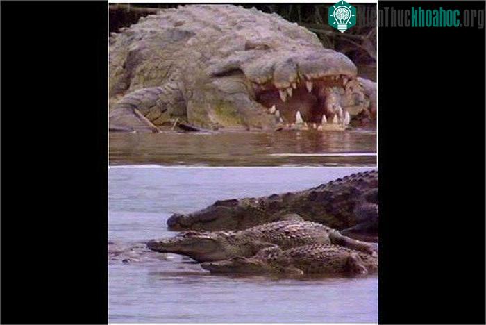 Cận cảnh quái thú Gustave tàn sát 300 người vùng sông Nile ảnh 5