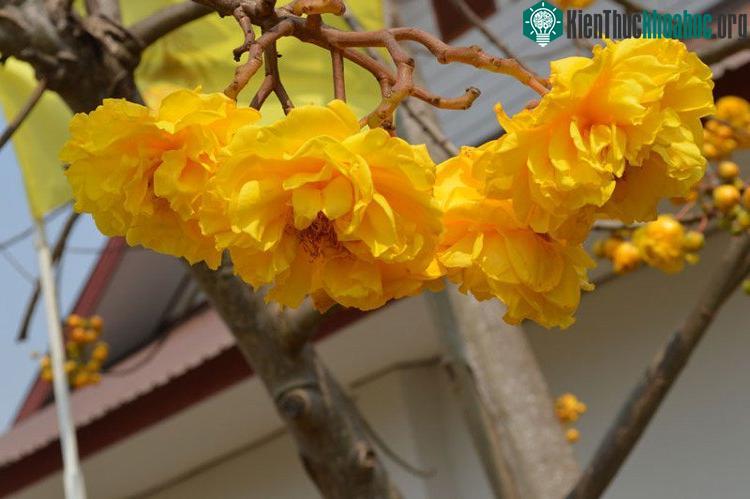 Cây mai hoa đăng còn có giá trị trong ngành công nghiệp dược phẩm và mỹ phẩm.