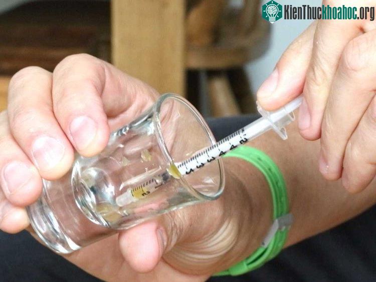 Steve Ludwin lấy nọc rắn để chuẩn bị tiêm vào người.