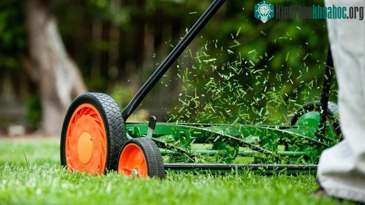 Không được xén cỏ vào chủ nhật