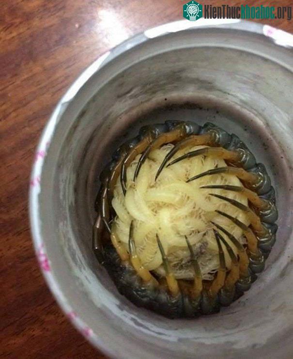 Chỉ là mẹ rết ôm con đi ngủ thôi mà