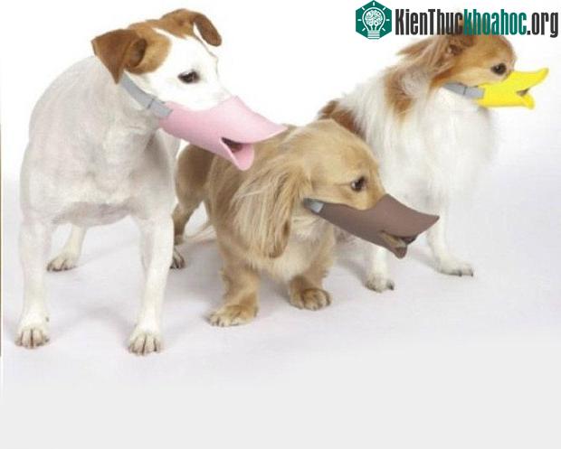 Ngày nay, các loại rọ mõm đã trở nên sáng tạo và thời trang hơn rất nhiều.
