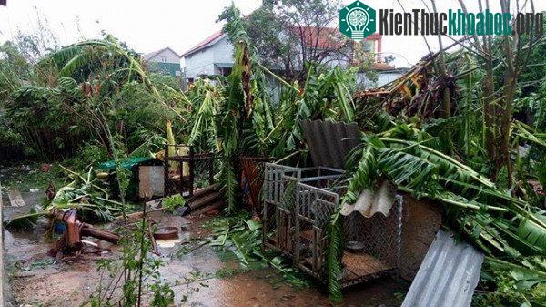 Tàn phá cây cối.
