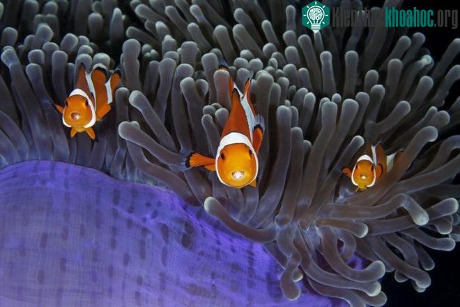 Bức ảnh có khả năng nhận giải cao nhất tại Wildlife Photographer of the Year 2017 ảnh 5