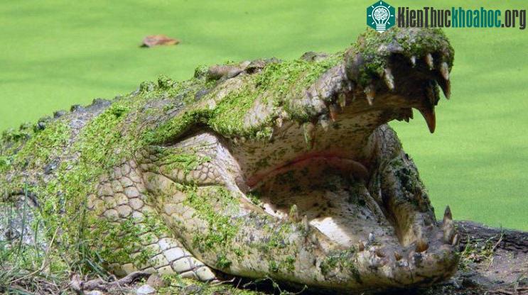 Cận cảnh quái thú Gustave tàn sát 300 người vùng sông Nile ảnh 6