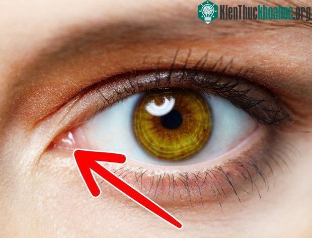 Rất nhiều bộ phận cơ thể chúng ta sẽ "tiêu tan" trong tương lai, và đó là... ảnh 6