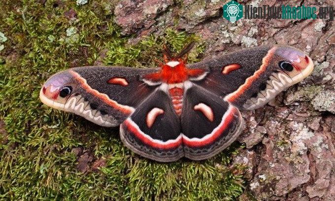 Bướm đêm cecropia