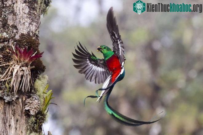 Bức ảnh có khả năng nhận giải cao nhất tại Wildlife Photographer of the Year 2017 ảnh 6