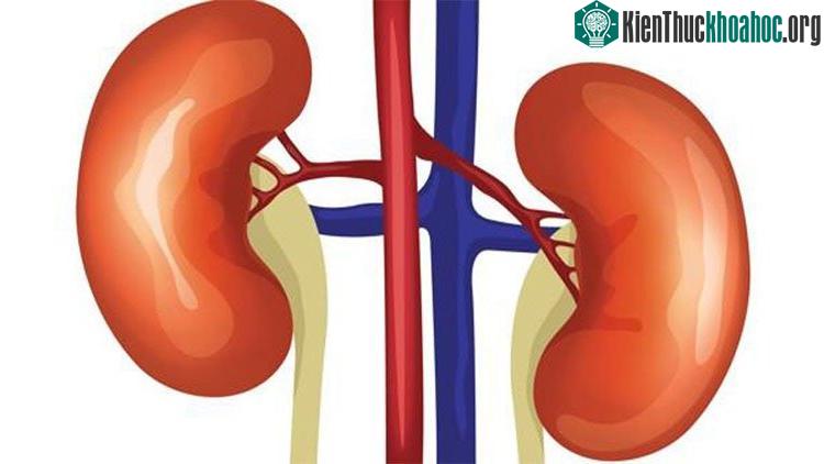 Hai quả thận đóng vai trò là bộ lọc máu tự nhiên trong cơ thể. (Ảnh: Health Site).