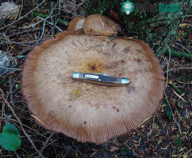 Nấm Armillaria ostoyae