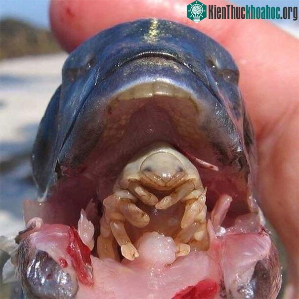 Cymothoa Exigua là một loại ký sinh trùng chuyên xâm nhập vào cơ thể, ăn lưỡi vật chủ