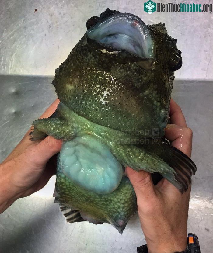 Một loài cá vây tròn khác (lumpfish), nhưng trông giống... Pokémon.